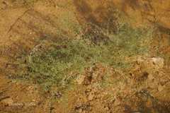 Fagonia indica
